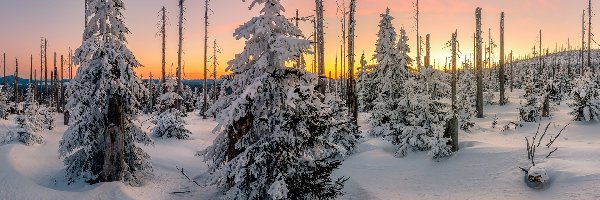 Wschód słońca, Ośnieżone, Zima, Śnieg, Drzewa