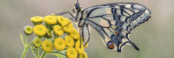 Motyl, Żółte, Paź królowej, Wrotycz, Kwiaty