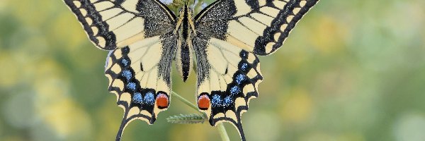 Paź królowej, Zbliżenie, Roślina, Motyl