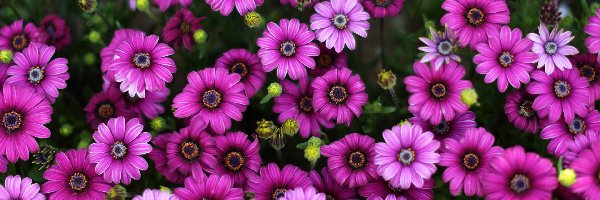 Kwiaty, Afrykańska stokrotka, Osteospermum, Fioletowe