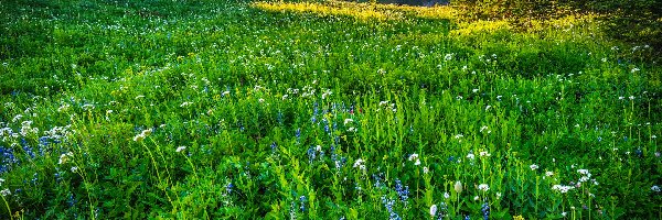 Łąka, Waszyngton, Stratowulkan Mount Rainier, Trawa, Park Narodowy Mount Rainier, Kwiaty, Drzewa, Stany Zjednoczone