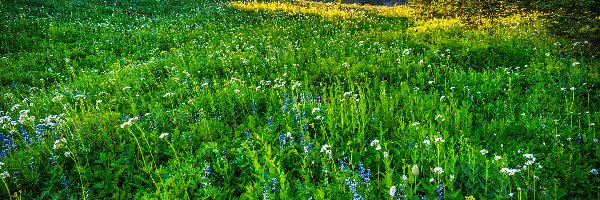 Łąka, Waszyngton, Stratowulkan Mount Rainier, Trawa, Park Narodowy Mount Rainier, Kwiaty, Drzewa, Stany Zjednoczone