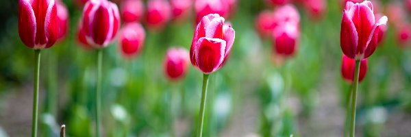Czerwone, Kwiaty, Rozkwitające, Tulipany