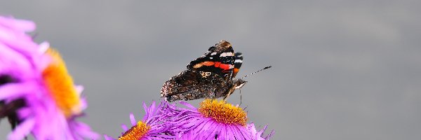 Astry marcinki, Motyl, Rusałka admirał