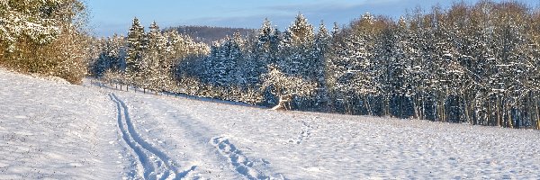 Ślady, Polana, Dzień, Słoneczny, Śnieg, Drzewa, Las, Zima