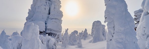 Zima, Drzewa, Śnieg, Słońce, Mgła