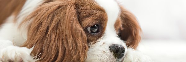 Cavalier king charles spaniel, Pies, Mały