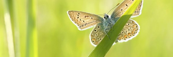 Źdźbło, Modraszek ikar, Trawy, Motyl