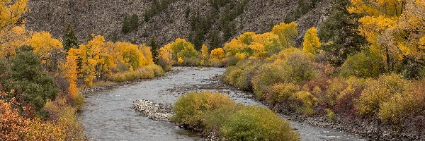 Pożółkłe, Rzeka, Stany Zjednoczone, Kolorado, Gunnison River, Drzewa, Góry, Jesień