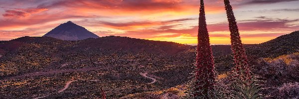 Żmijowce rubinowe, Kwiaty, Góra Teide, Góry, Park Narodowy Teide, Hiszpania, Teneryfa, Dolina, Zachód słońca