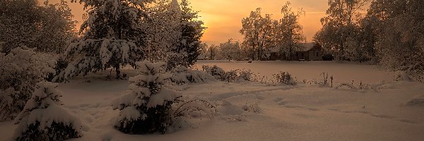 Śnieg, Drzewa, Świerki, Ślady, Zachód słońca, Zima