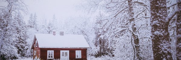 Las, Dom, Mgła, Krzewy, Śnieg, Ośnieżone, Drzewa, Zima