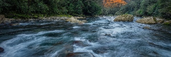 Las, Cleddau River, Nowa Zelandia, Park Narodowy Fiordland, Kamienie, Drzewa, Góry, Rzeka