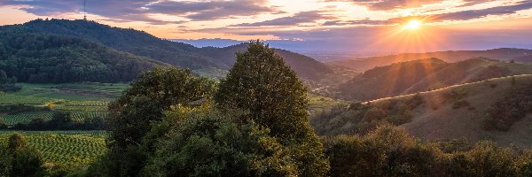 Kaiserstuhl, Pola, Niemcy, Chmury, Las, Drzewa, Promienie słońca, Wzgórza, Winnice, Vogtsburg