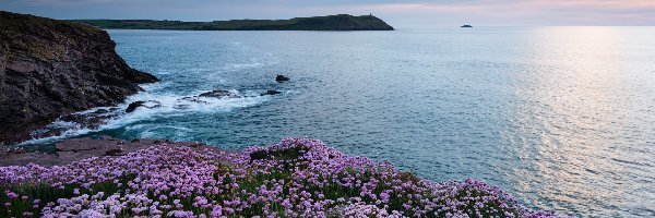 Anglia, Kwiaty, Plaża, Wybrzeże, Morze Celtyckie, Kornwalia, Polzeath