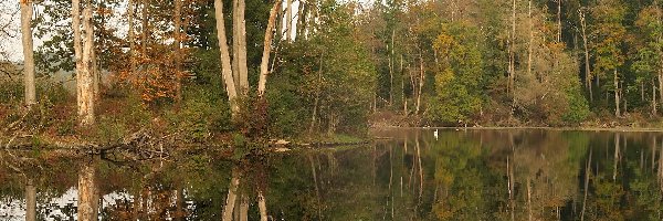 Las, Jezioro, Drzewa, Odbicie, Jesień