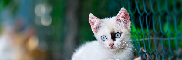 Kotek, Biały, Mały, Siatka, Niebieskooki