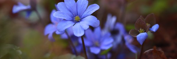 Przylaszczki, Kwiaty, Niebieskie, Rozkwitające