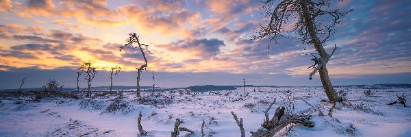 Śnieg, Drzewa, Suche, Zima