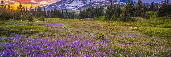 Łąka, Mount Rainier, Park Narodowy Mount Rainier, Waszyngton, Stany Zjednoczone, Chmury, Góry, Stratowulkan, Łubin