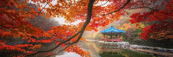 Pawilon Ukimido, Altana, Gałęzie, Staw Sagiike, Jesień, Japonia, Nara, Klon, Nara Park