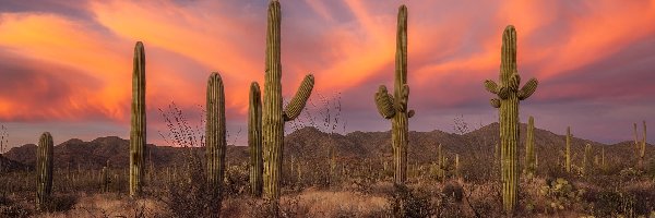 Kaktusy, Góry, Stany Zjednoczone, Arizona, Park Narodowy Saguaro, Karnegie olbrzymie, Trawa, Zachód słońca