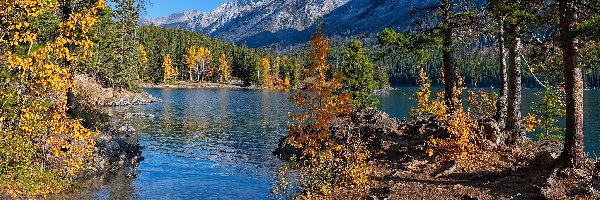 Gałęzie, Drzewa, Wysepka, Lake Minnewanka, Jezioro, Kanada, Alberta, Góry Skaliste, Park Narodowy Banff