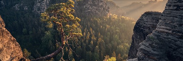 Niemcy, Skały, Drzewo, Park Narodowy Saskiej Szwajcarii, Góry Połabskie, Przebijające światło, Las