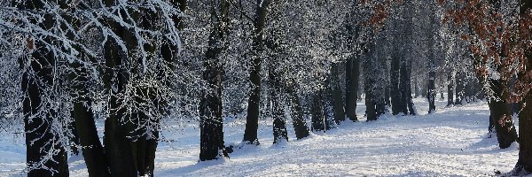 Zima, Śnieg, Las, Droga, Drzewa