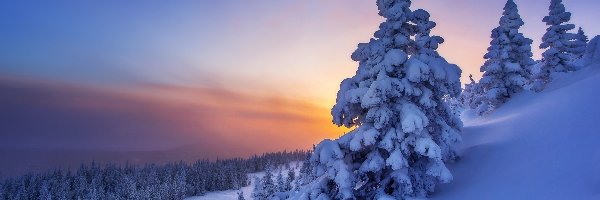 Zima, Śnieg, Las, Zachód słońca, Drzewa
