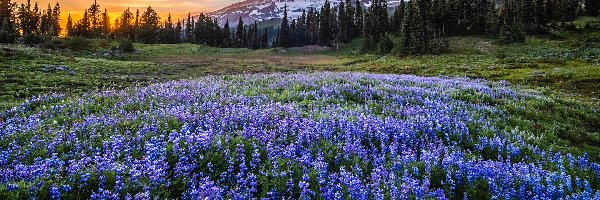 Stratowulkan, Waszyngton, Góry, Łubin, Park Narodowy Mount Rainier, Mount Rainier, Łąka, Stany Zjednoczone