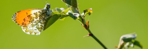 Zorzynek rzeżuchowiec, Zbliżenie, Gałązka, Motyl