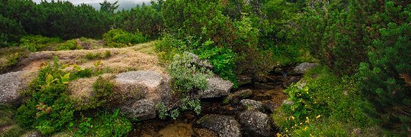 Czechy, Skała, Potok, Kamienie, Drzewa, Karkonoski Park Narodowy, Rośliny