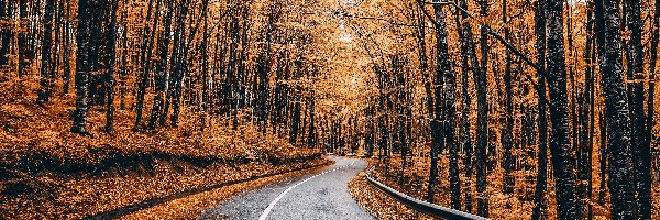 Droga, Drzewa, Jesień, Barierka, Liście