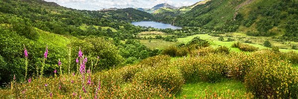 Walia, Llyn Gwynant, Dolina Nant Gwynant, Jezioro, Łąki, Góry Kambryjskie, Park Narodowy Snowdonia