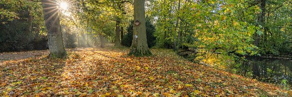 Kolorowe, Promienie słońca, Drzewa, Liście, Rzeka, Park