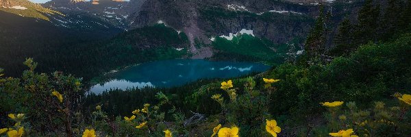Grinnell Lake, Jezioro, Park Narodowy Glacier, Stan Montana, Stany Zjednoczone, Kwiaty, Żółte, Góry, Las