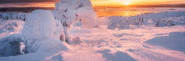 Wschód słońca, Zaśnieżone, Zima, Śnieg, Drzewa