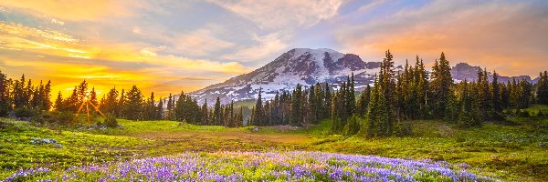 Stratowulkan, Waszyngton, Łubin, Łąka, Park Narodowy Mount Rainier, Mount Rainier, Góry, Stany Zjednoczone