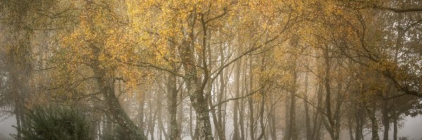 Jesień, Drzewa, Las, Mgła, Brzozy