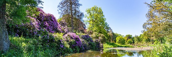 Drzewa, Słoneczny dzień, Rododendrony, Staw