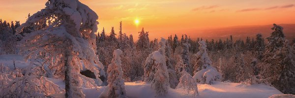 Zima, Drzewa, Śnieg, Zachód słońca, Świerki