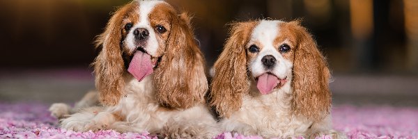 Dwa, Cavalier king charles spaniel, Psy, Języki, Wystawione