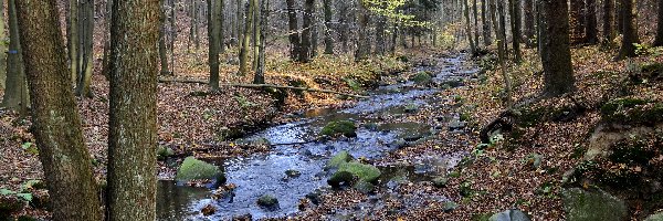 Opadłe, Strumień, Rzeka, Liście, Las, Jesień