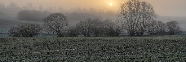 Pole, Mgła, Drzewa, Poranek, Wschód słońca