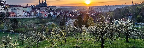 Czechy, Drzewa, Praga, Wiosna, Wschód słońca