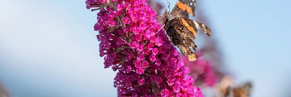 Rusałka admirał, Budleja, Kwiat, Motyl