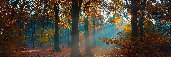 Brązowe, Drzewa, Przebijające światło, Liście, Las, Jesień
