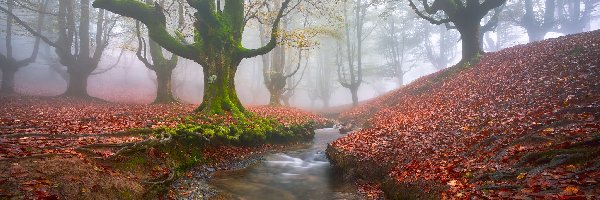 Las, Hiszpania, Drzewa, Park Narodowy Gorbea, Jesień, Mgła, Liście, Strumyk, Opadłe, Kraj Basków, Rzeczka