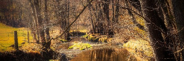 Bezlistne, Rzeka, Las, Drzewa, Strumień, Jesień